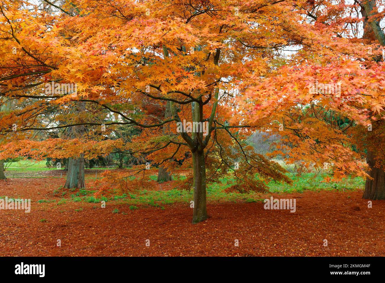 La feuille d'érable rouge colorée d'automne sous l'érable Banque D'Images