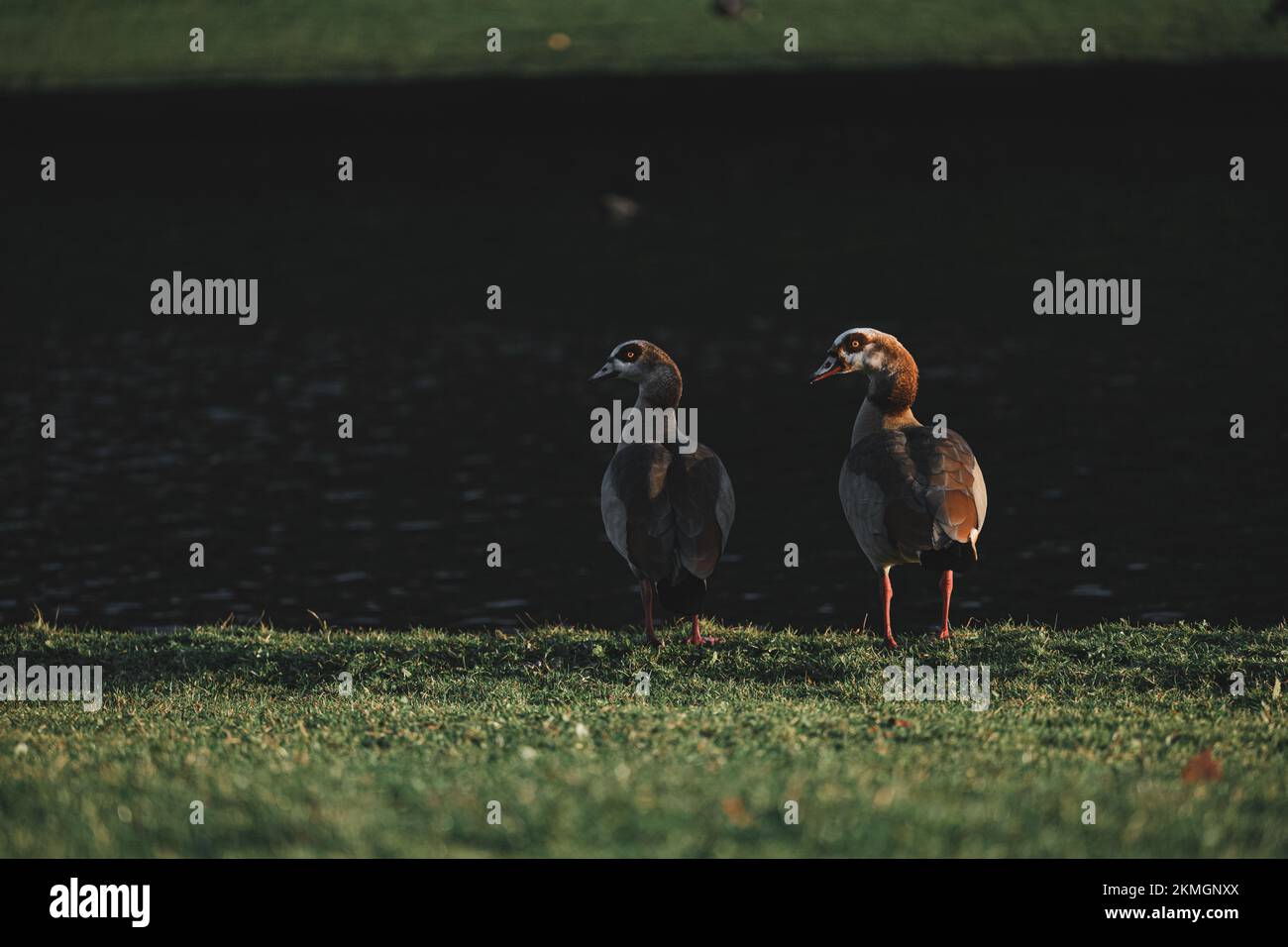 Famille d'oies égyptiennes debout près du lac Banque D'Images