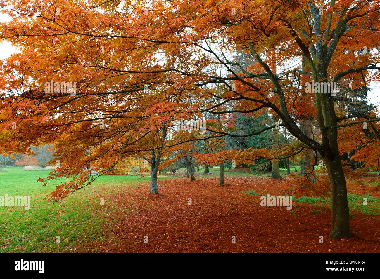 La feuille d'érable rouge colorée d'automne sous l'érable Banque D'Images