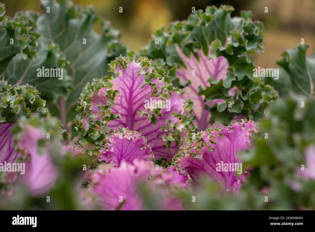 Kale décorative mauve vif en gros plan Banque D'Images