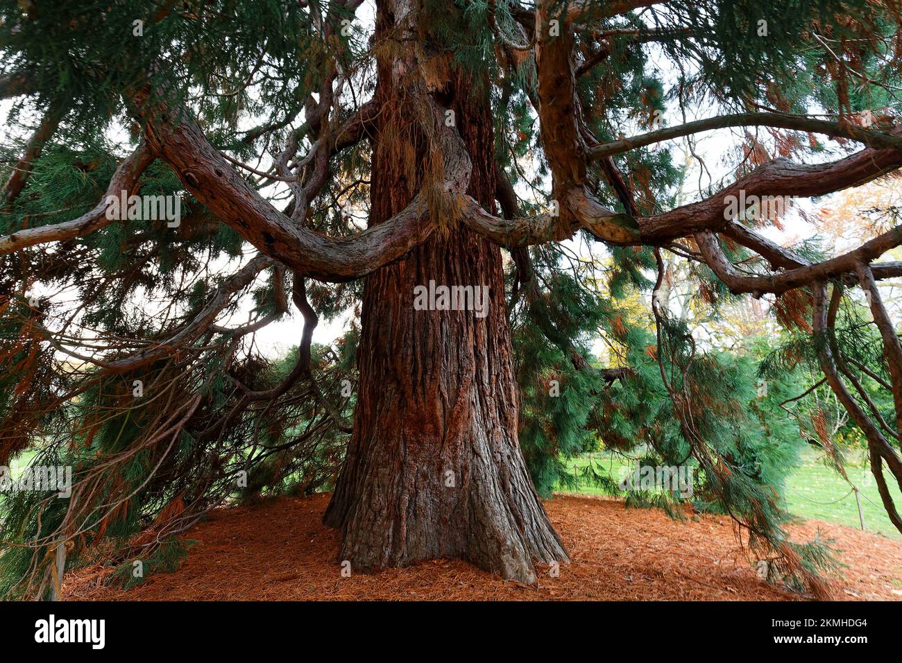 Le tronc du séquoia géant. Séquoiadendron giganteum ou séquoia de Sierran dans la forêt. Banque D'Images