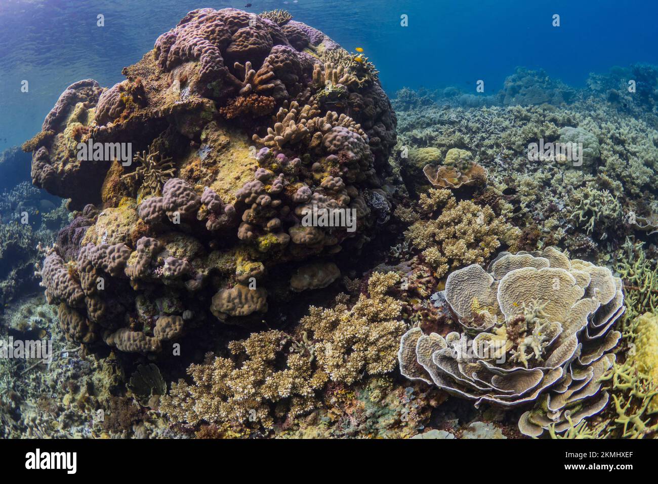 Récif de corail coloré et sain dans le Pacifique aIndo Banque D'Images