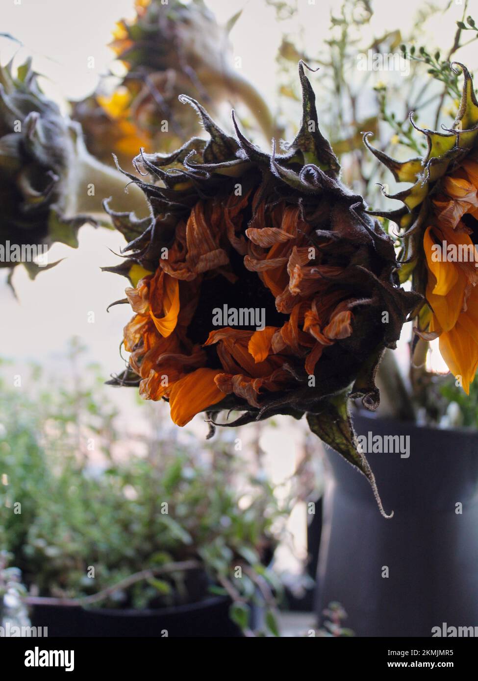 Les tournesols fanés Banque D'Images