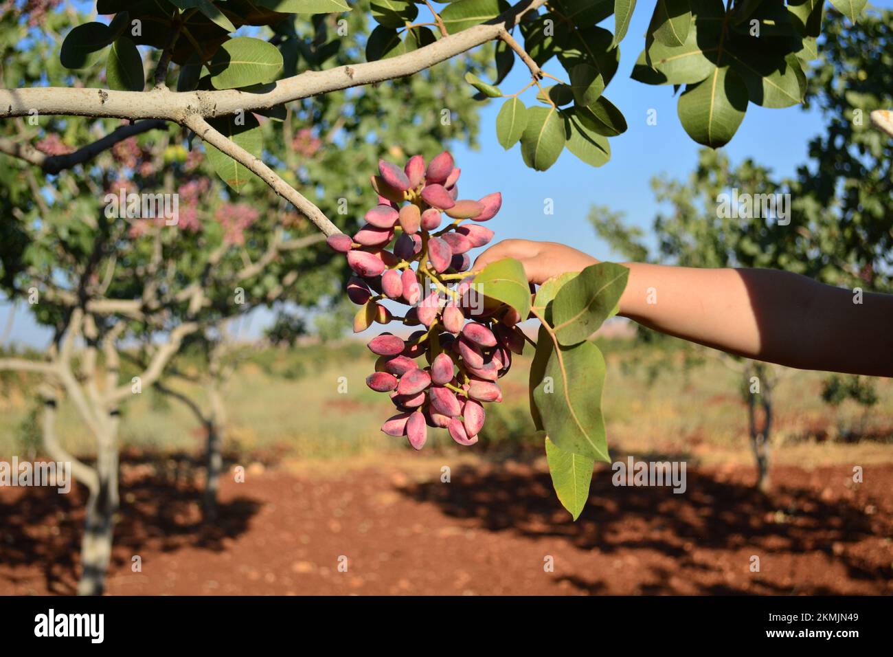 un enfant ou un enfant atteint de pistaches rouges fraîches et mûres sur la branche de l'arbre Banque D'Images