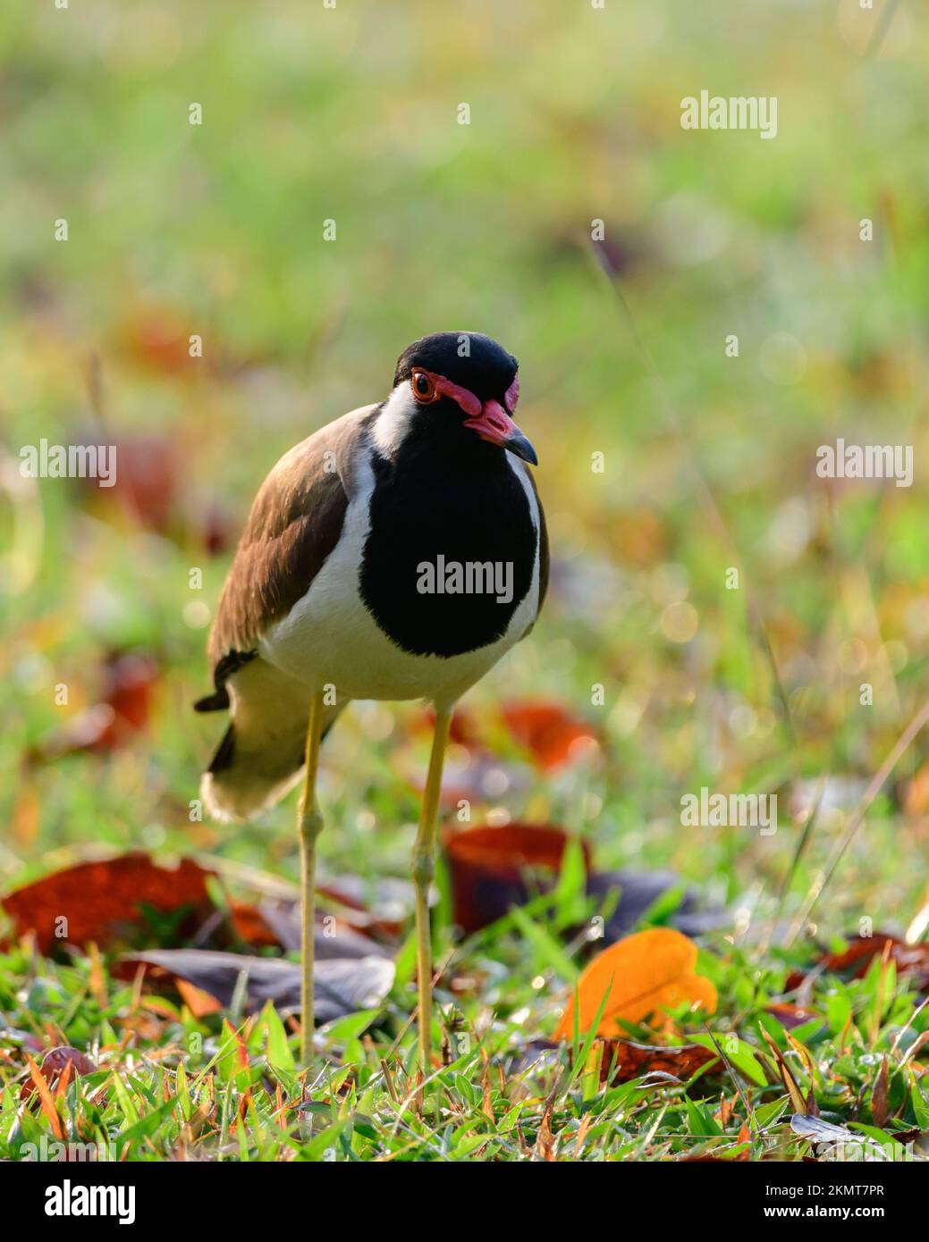 lapwing à puissance rouge (Vanellus indicus) debout sur le champ d'herbe de près. Banque D'Images