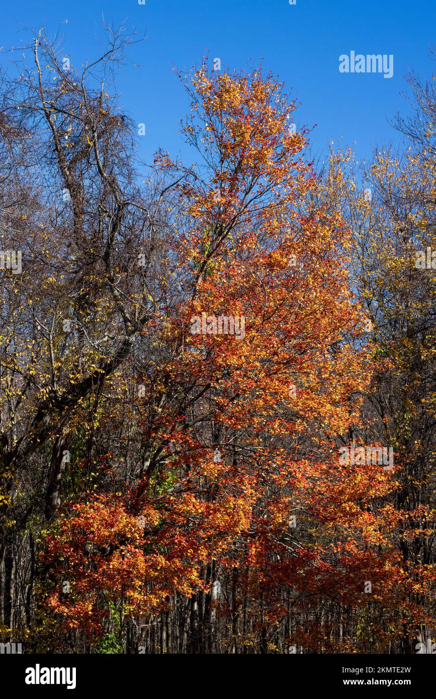 Feuilles d'érable rouge en automne, Prospect, Connecticut Banque D'Images