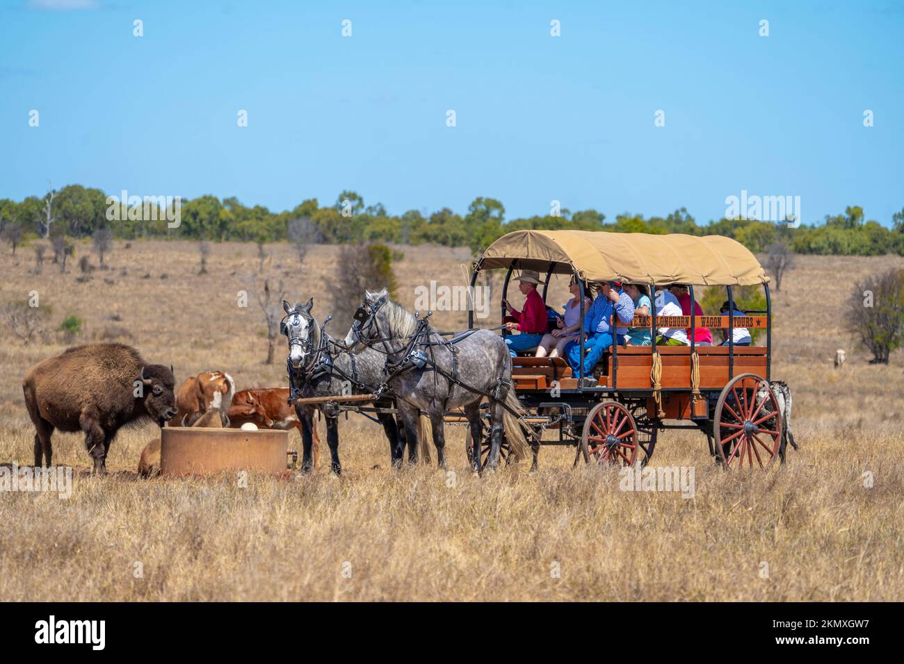 Visites en chariot couvert tiré par des chevaux, visite de la propriété de bétail. North Queesnland, Australie Banque D'Images