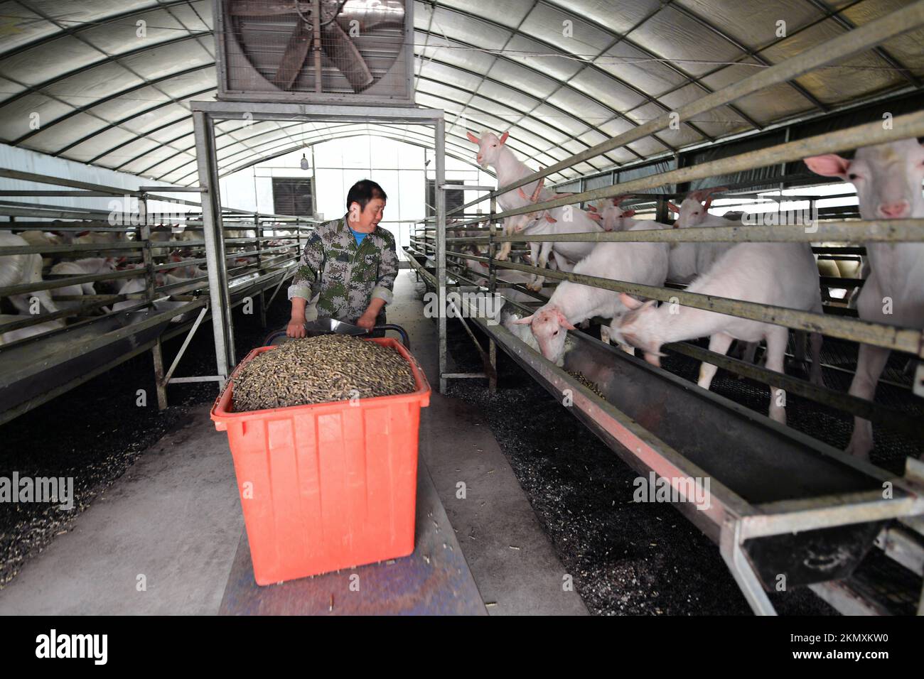 NANTONG, CHINE - le 26 NOVEMBRE 2022 - Un éleveur nourrit des chèvres dans une ferme de moutons à Nantong, province de Jiangsu, Chine, le 26 novembre 2022. Banque D'Images