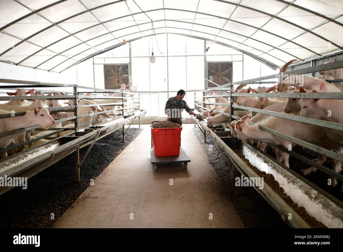 NANTONG, CHINE - le 26 NOVEMBRE 2022 - Un éleveur nourrit des chèvres dans une ferme de moutons à Nantong, province de Jiangsu, Chine, le 26 novembre 2022. Banque D'Images