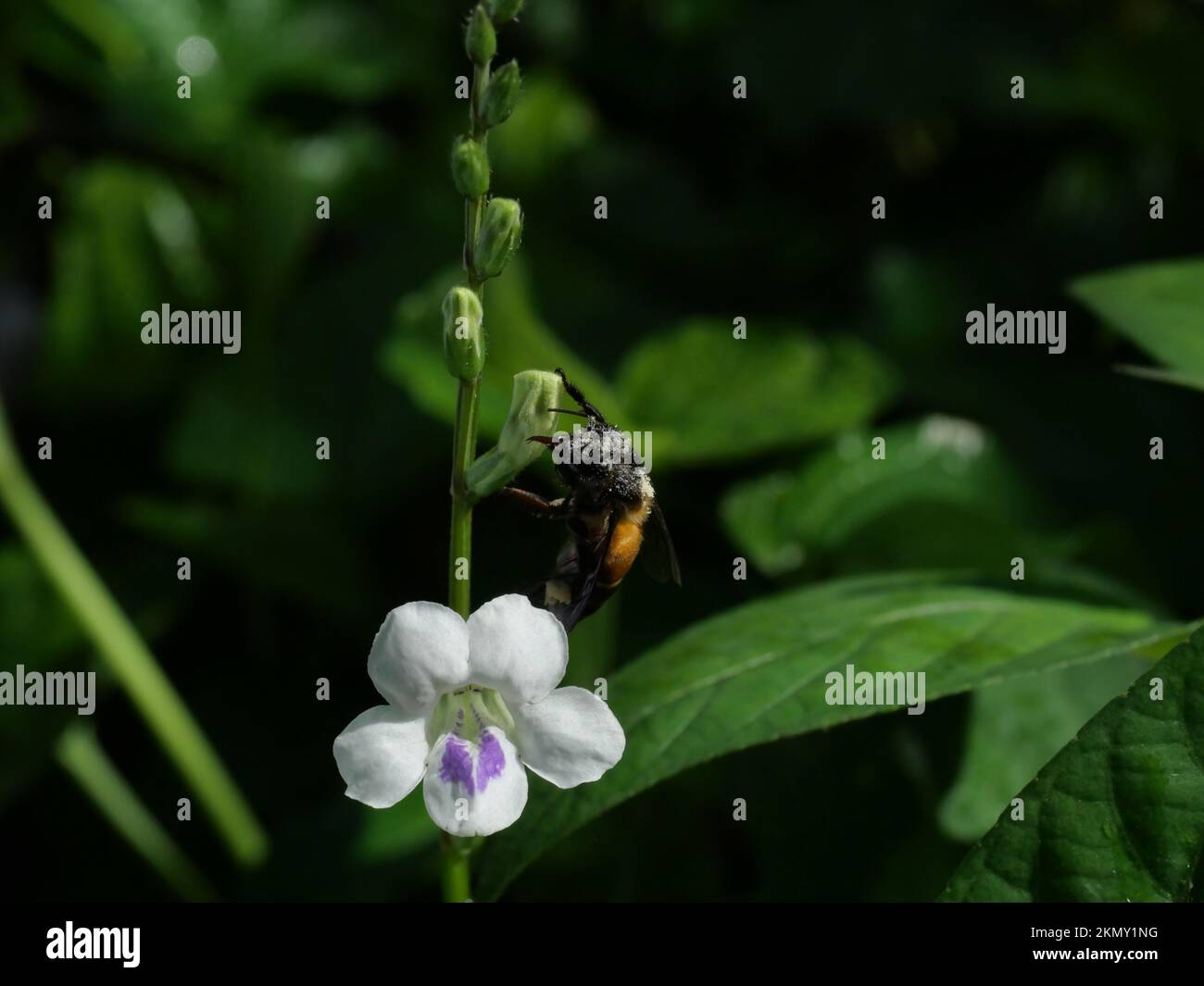 L'abeille géante à la recherche de nectar sur le violet chinois blanc ou coromandel ou le rengant rampant ( Asystasia gangetica ) fleuris dans la forêt avec le vert naturel Banque D'Images