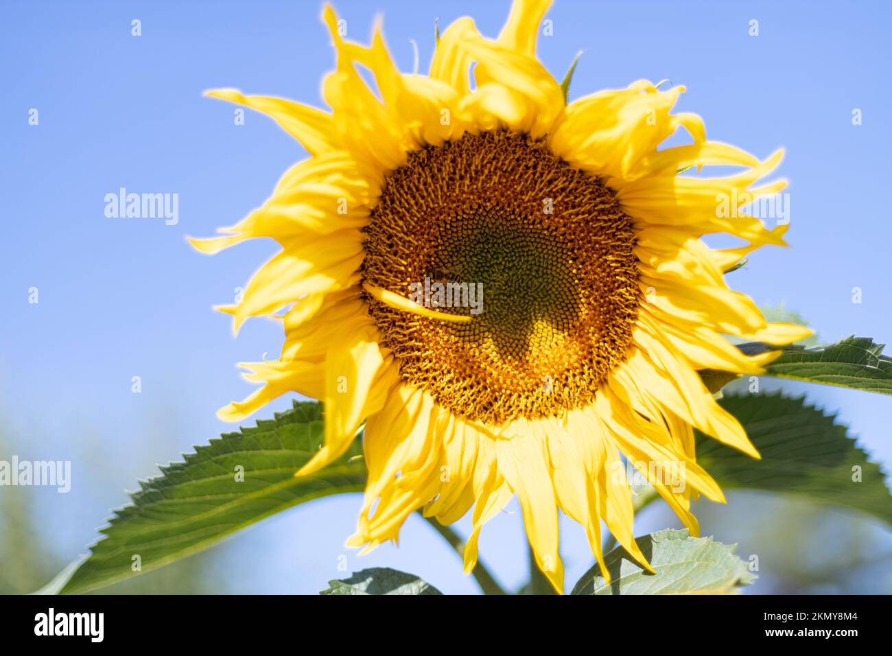 Paysage de champ de tournesol gros plan, un beau tournesol sur fond bleu ciel Banque D'Images