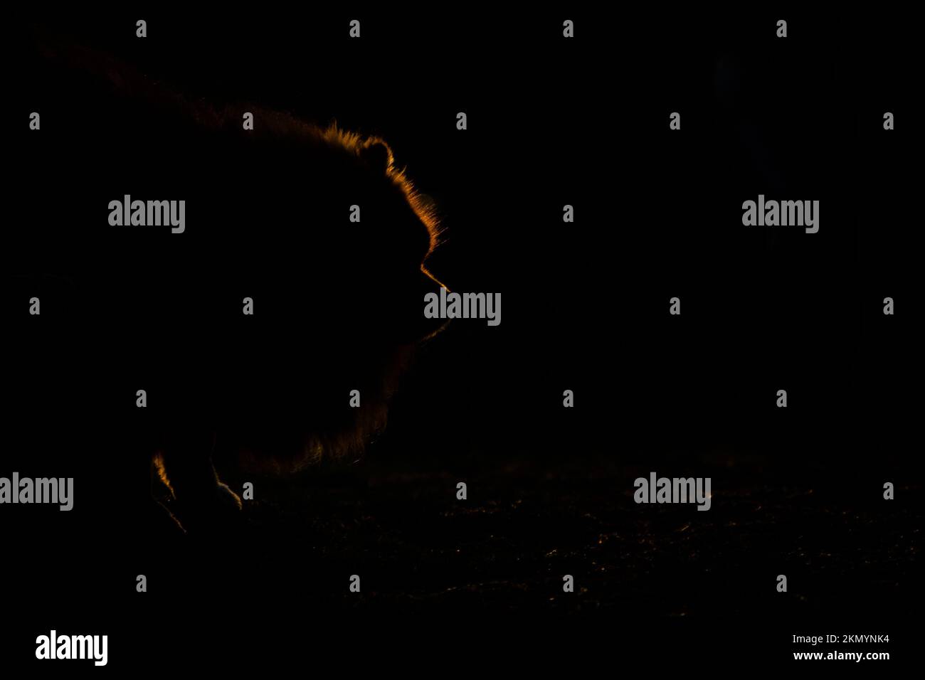 Santiago, Metropolitana, Chili. 26th novembre 2022. Un chien est vu à un concert de musique classique dans un parc à Santiago, au Chili, au coucher du soleil. (Credit image: © Matias Basualdo/ZUMA Press Wire) Banque D'Images