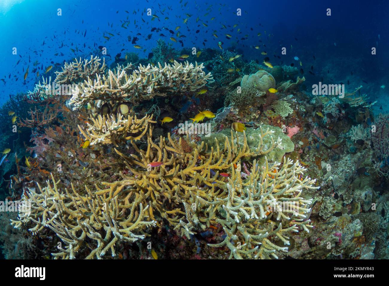 Récif de corail coloré et sain dans le Pacifique aIndo Banque D'Images