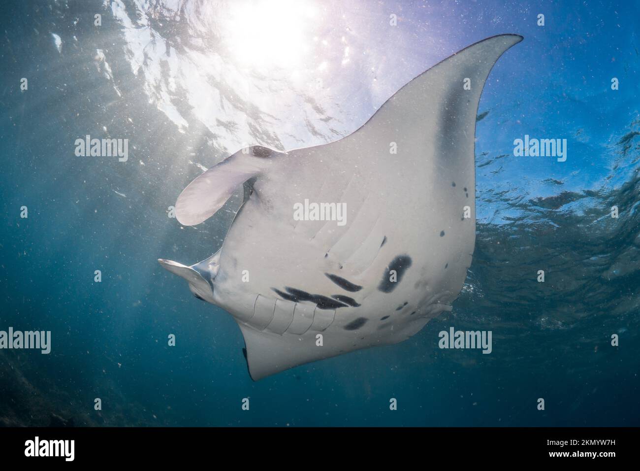 Reef manta - Mobula alfredi nageant au-dessus du récif de corail Banque D'Images