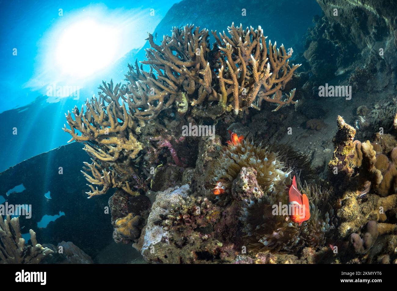 Jardin de corail immaculé et sain sur un récif de corail peu profond dans l'Indo-pacifique Banque D'Images