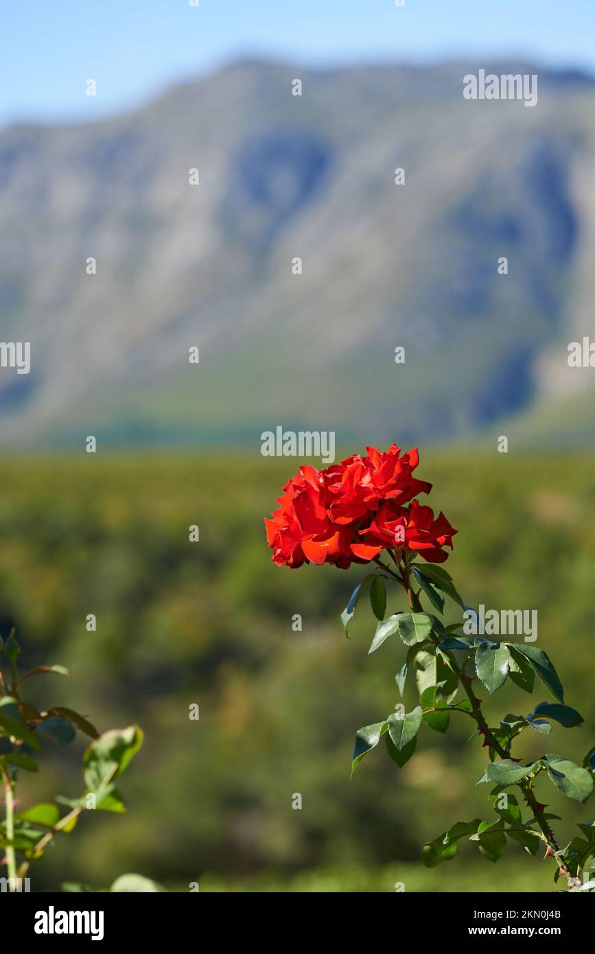 Rose en fleur. Une vue rognée d'une belle rose rouge qui grandit dans un jardin. Banque D'Images