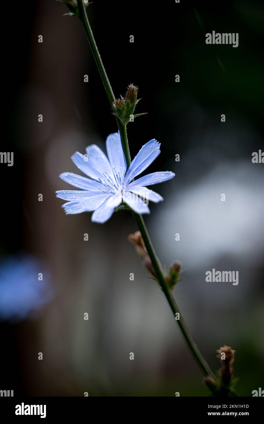 Un cliché peu profond de la fleur violette Cichorium endivia dans le jardin Banque D'Images