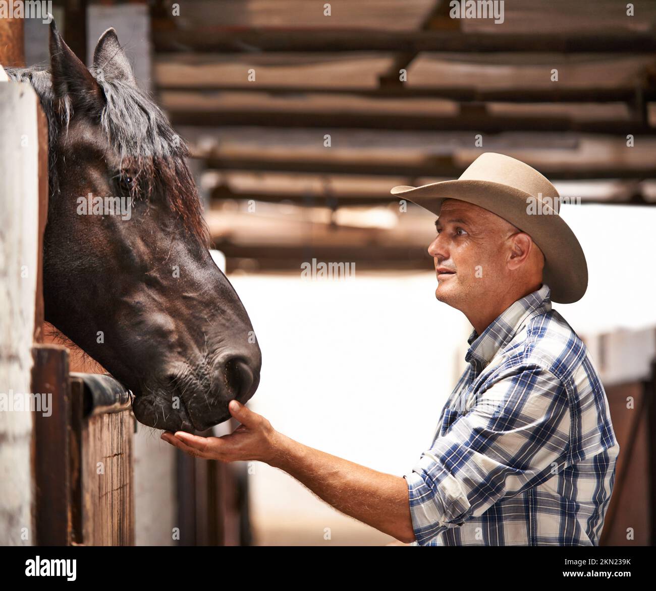 C'est le temps d'aller faire un tour. Une main de ranch bienveillante assistant à un cheval dans l'écurie. Banque D'Images
