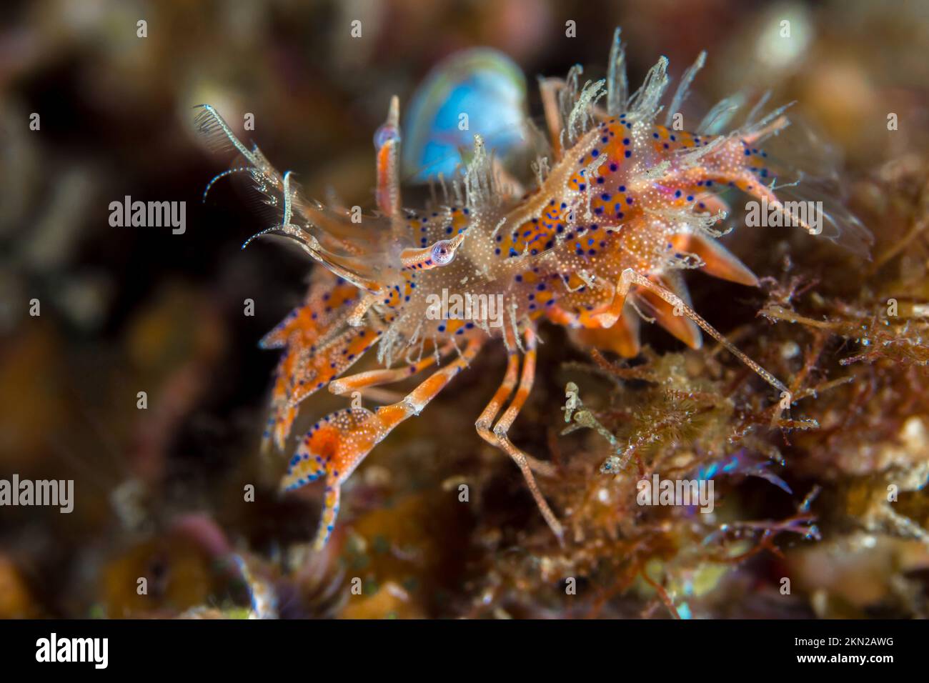 De belles crevettes tigrées d'orange sur le récif de corail Banque D'Images