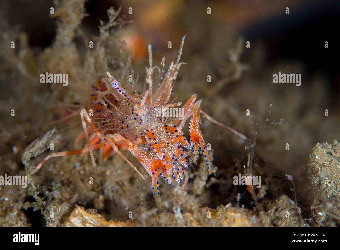 De belles crevettes tigrées d'orange sur le récif de corail Banque D'Images