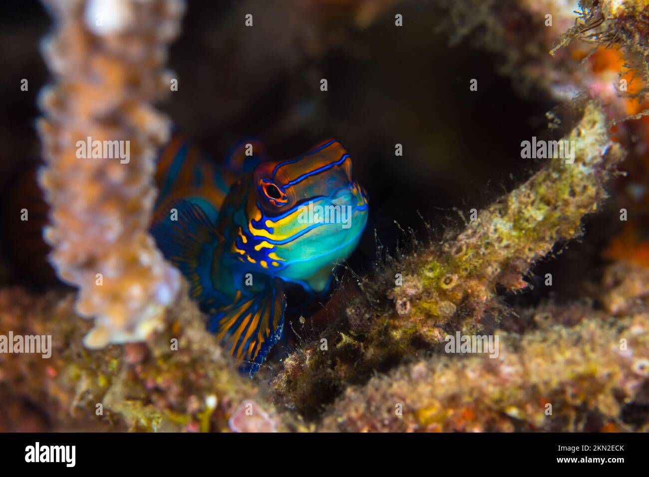 Poissons marins topiques de couleur arc-en-ciel - accouplement des mandarinfuses au-dessus du récif de corail Banque D'Images