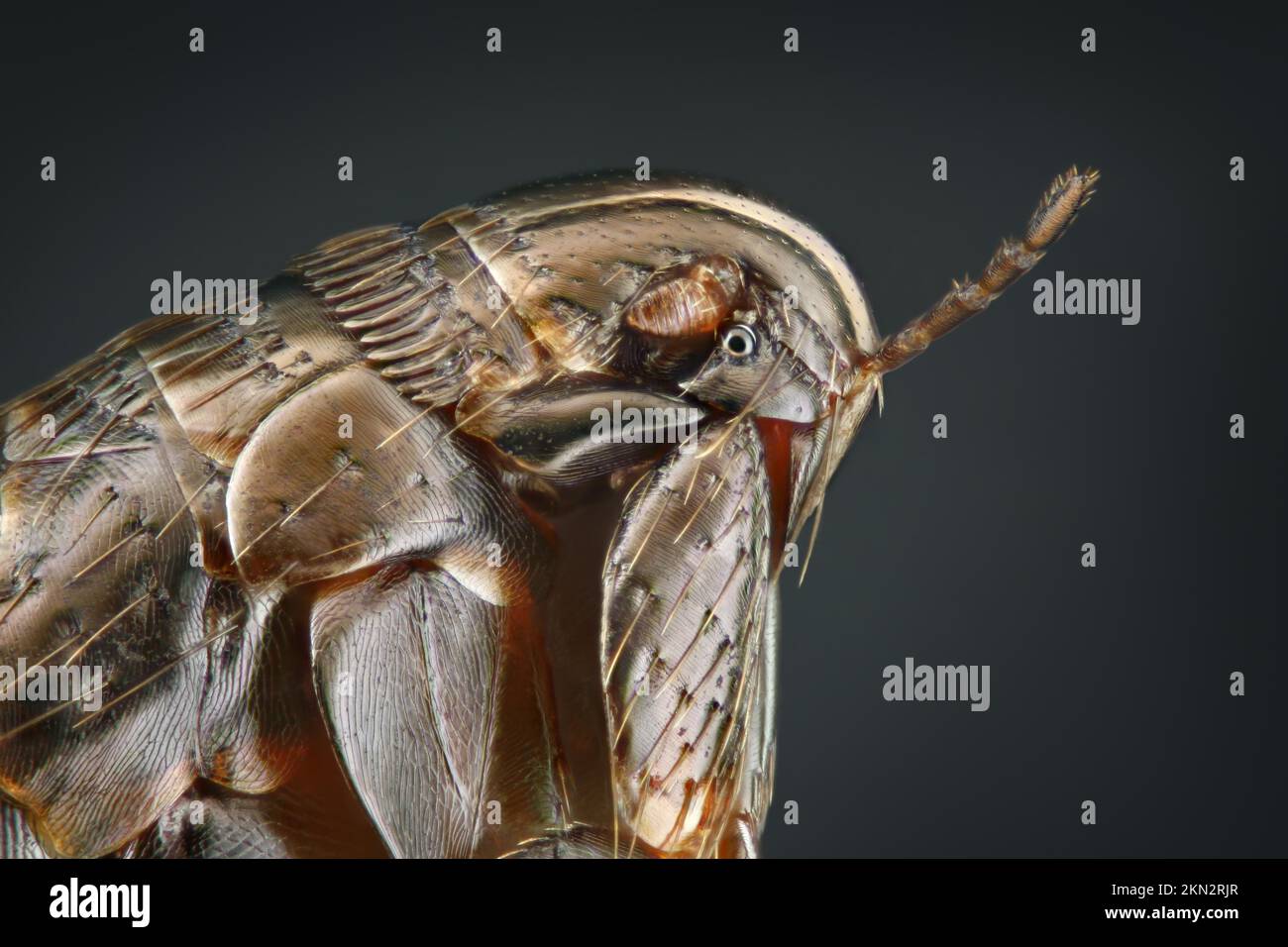 Tête et partie avant d'une puce (Siphonaptera) sur fond noir Banque D'Images