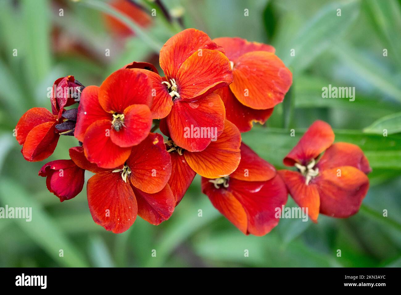 Rouge, Erysimum cheiri, Fleur, Wallflower Banque D'Images