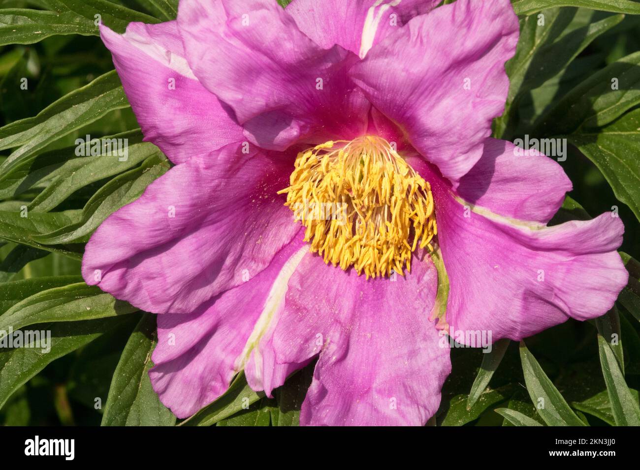 Magnifique, rose Paeonia anomala, Bloom Banque D'Images