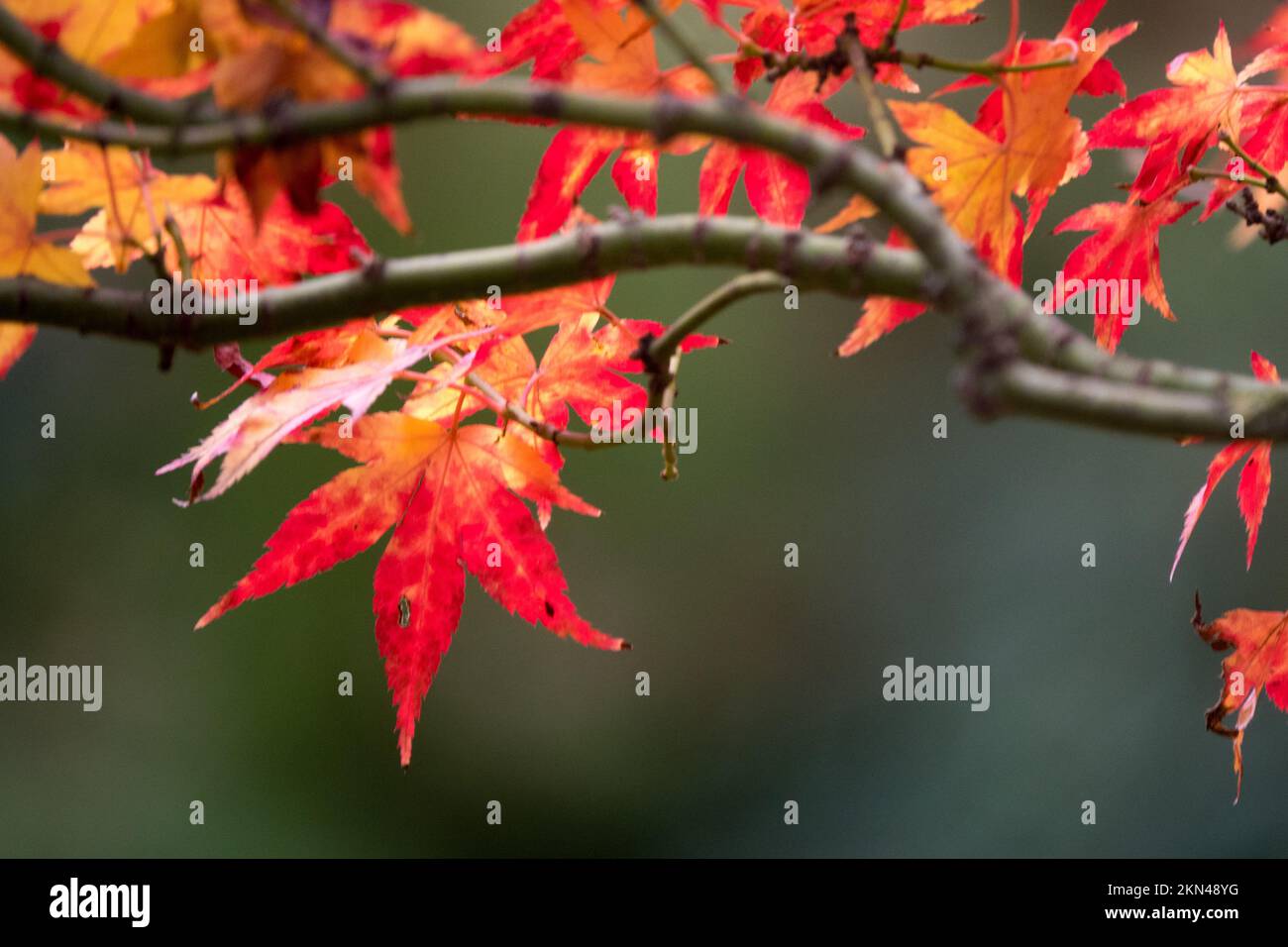 Feuille d'érable japonaise sur branche automne Acer palmatum 'Ryuzu' Banque D'Images