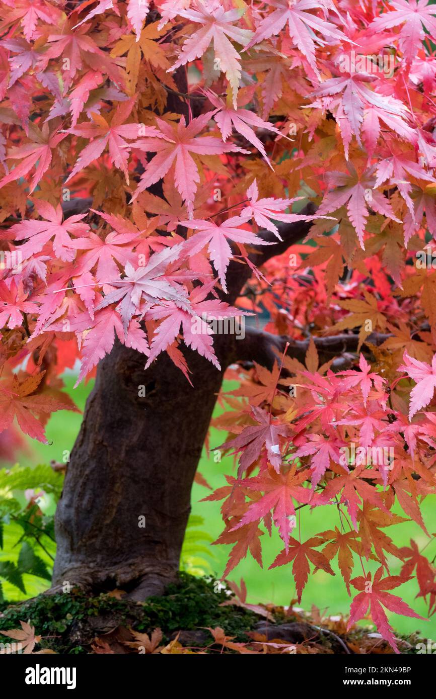 Feuilles d'automne, Acer palmatum, feuilles de rouge d'érable japonais Banque D'Images