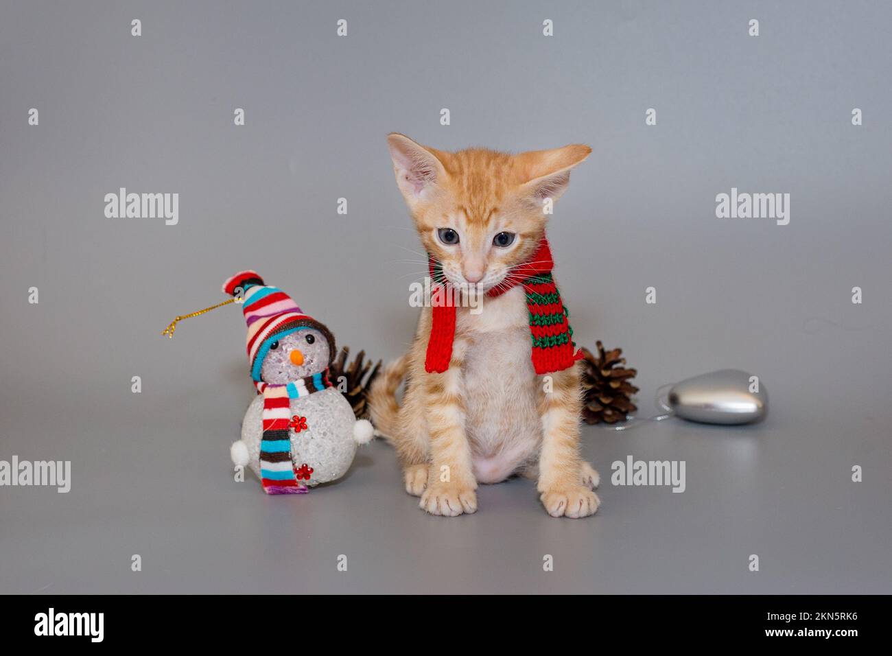 Petit chaton oriental dans un foulard rouge sur fond gris Banque D'Images