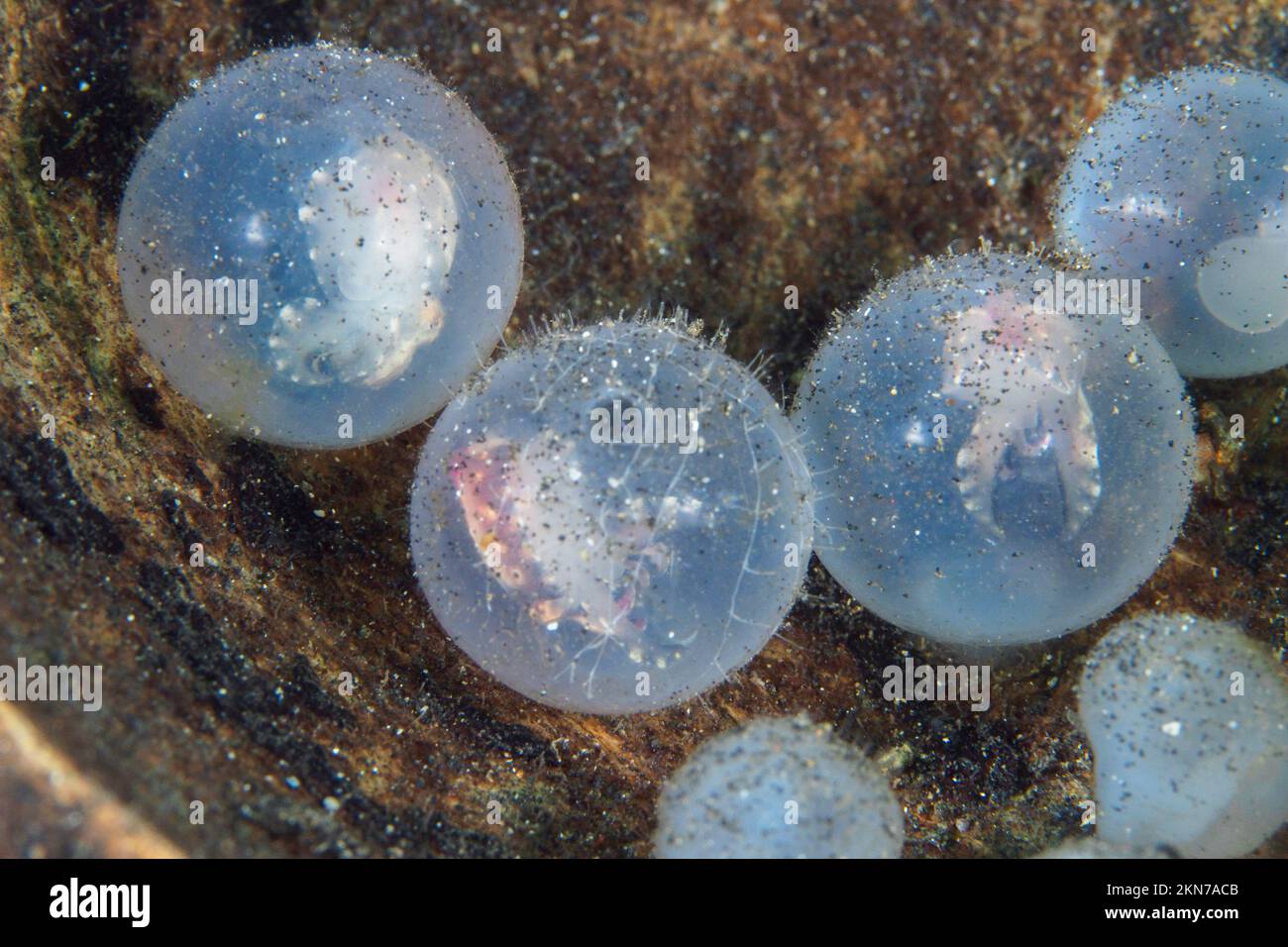 Bébé flamboyant boute poisson dans les oeufs étant né Banque D'Images