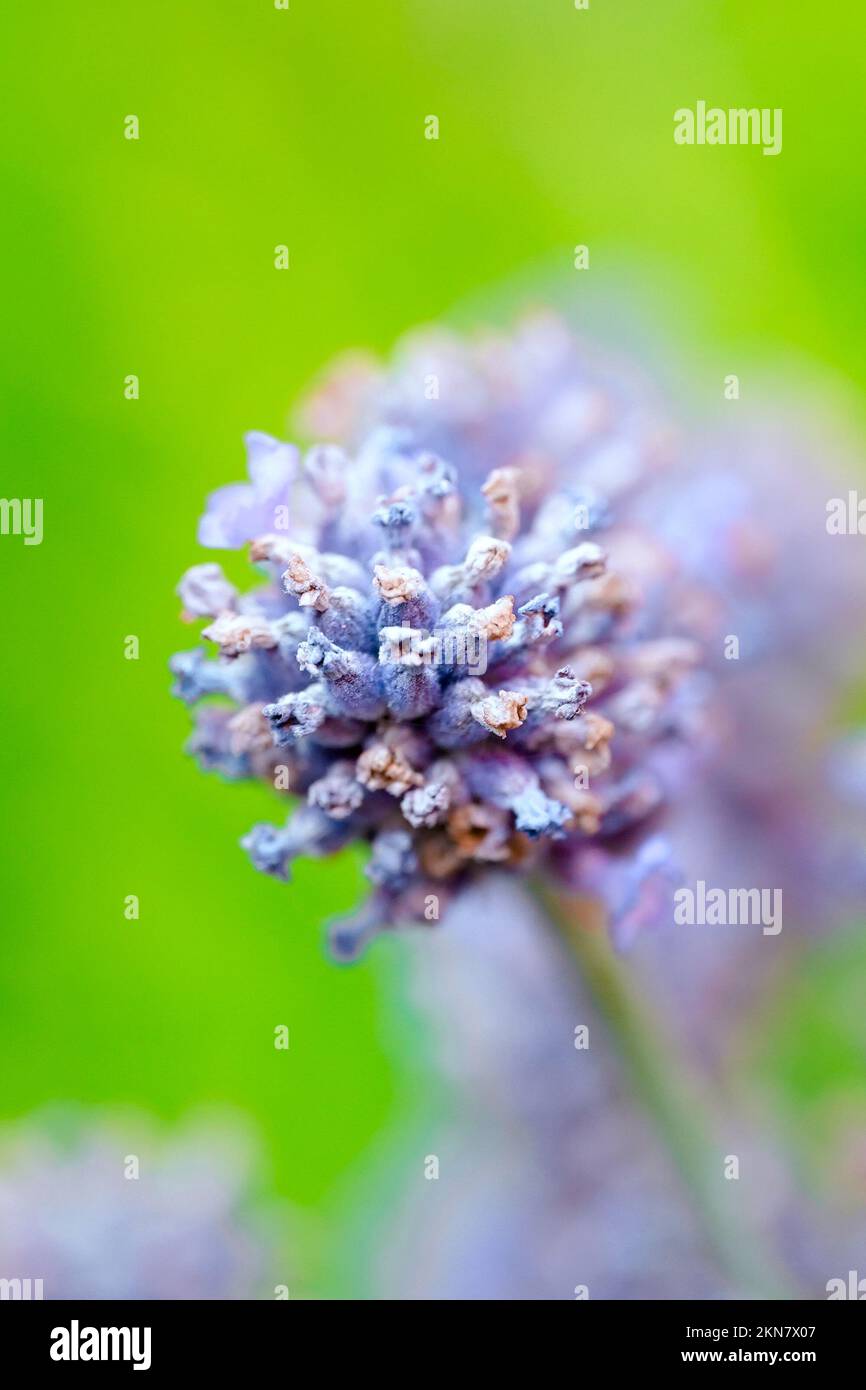 Un gros plan d'une plante de lavande Banque D'Images