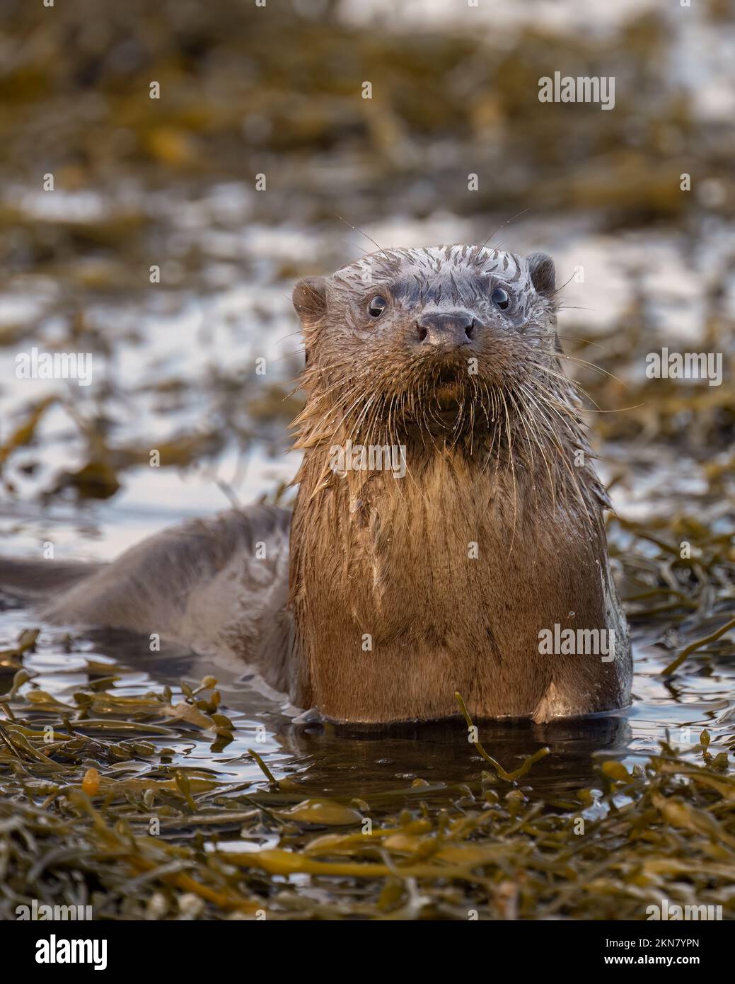 Une loutre européenne surprend dans l'algue sur le Loch Spelve, Mull Banque D'Images