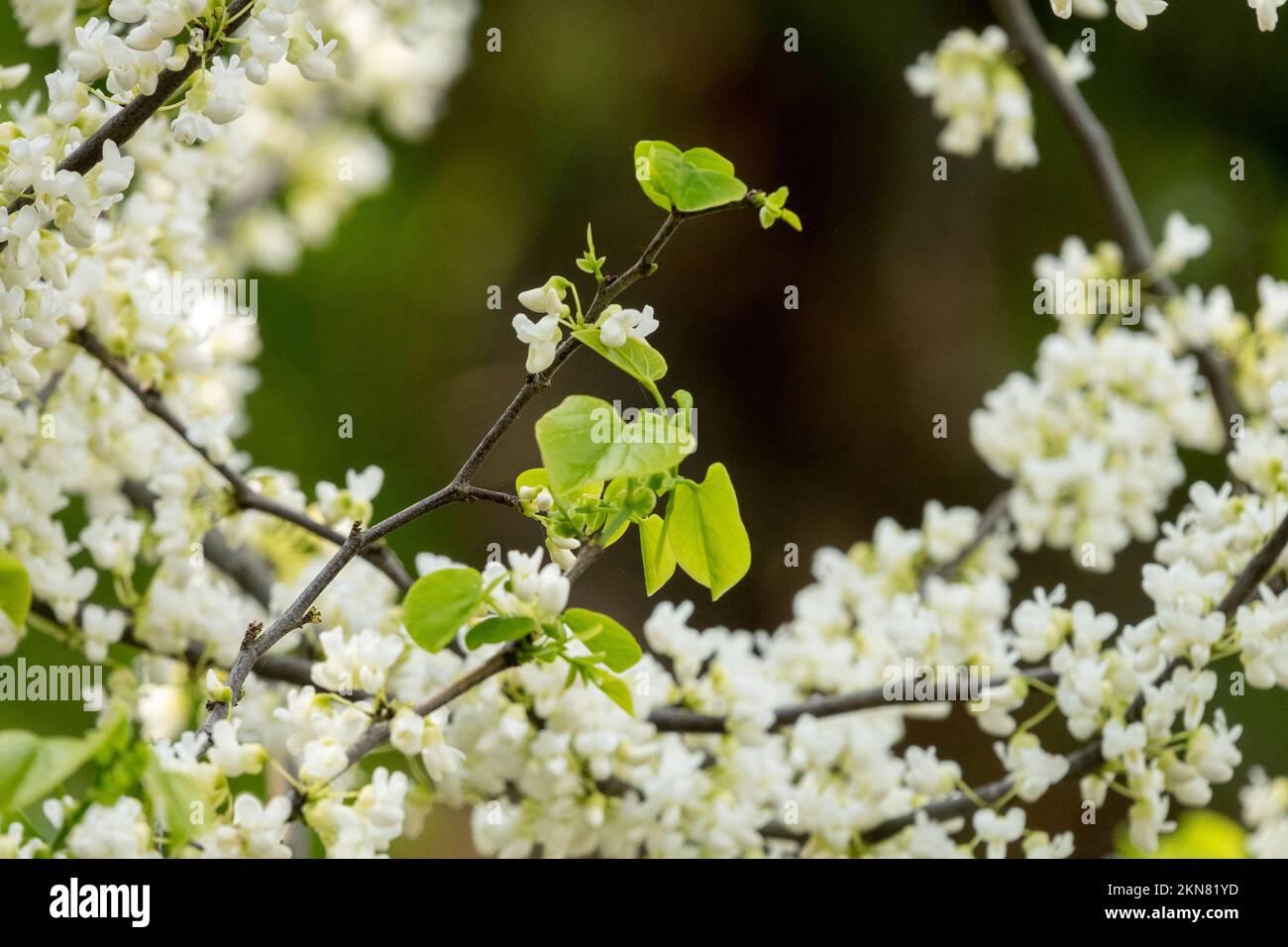 Redbud, Cersis canadensis 'Royal White', Blooms, Spring Banque D'Images