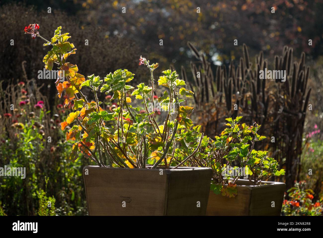 Automne, pélargonium en pots Banque D'Images