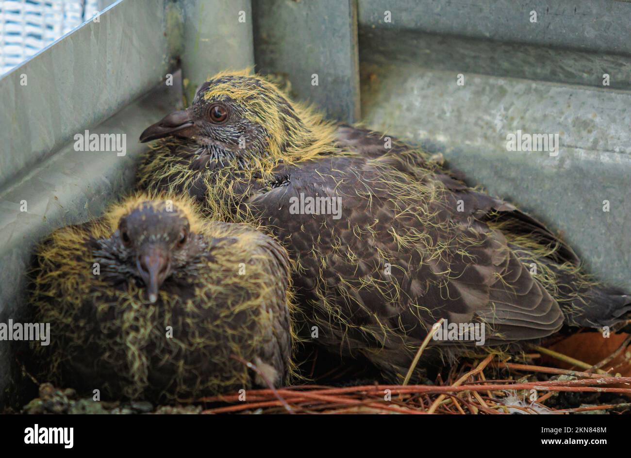 Gros plan de deux poussins de pigeon dans le nid après l'éclosion des œufs. Columba livia domestica espèces. symbole de paix et d'amour. Bébé Pigeons dans le nid Banque D'Images