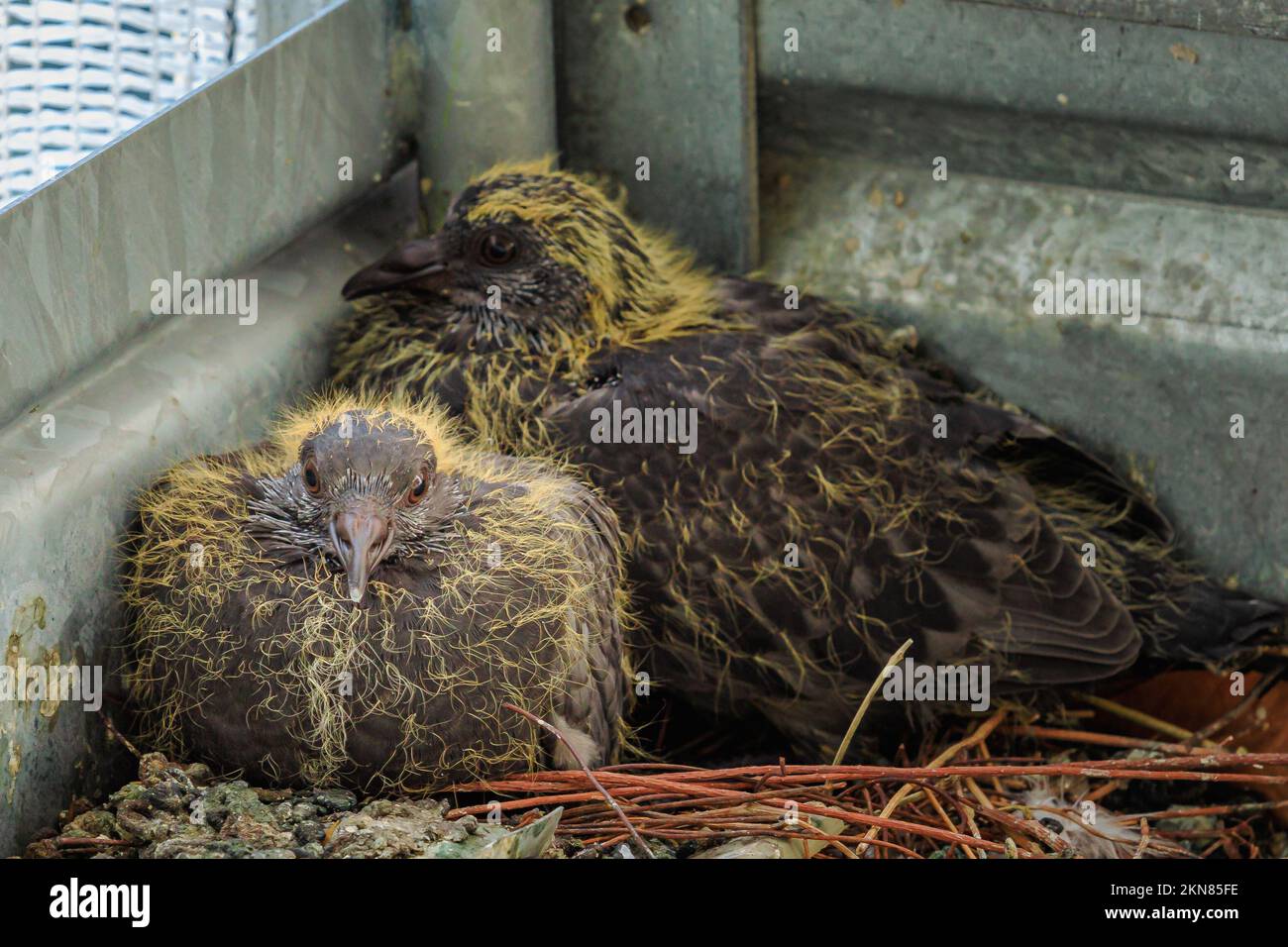 Gros plan de deux poussins de pigeon dans le nid après l'éclosion des œufs. Columba livia domestica espèces. symbole de paix et d'amour. Bébé Pigeons dans le nid Banque D'Images