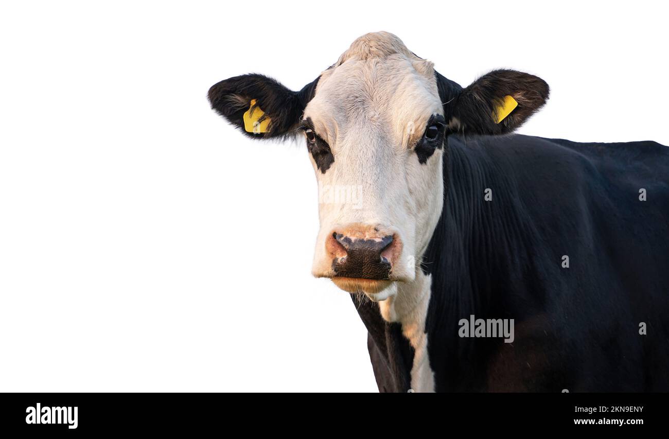 Vache noire et blanche isolée sur blanc avec espace de copie. Mouzzle de vache avec des marqueurs d'oreille portrait, en regardant l'appareil photo de près. Banque D'Images