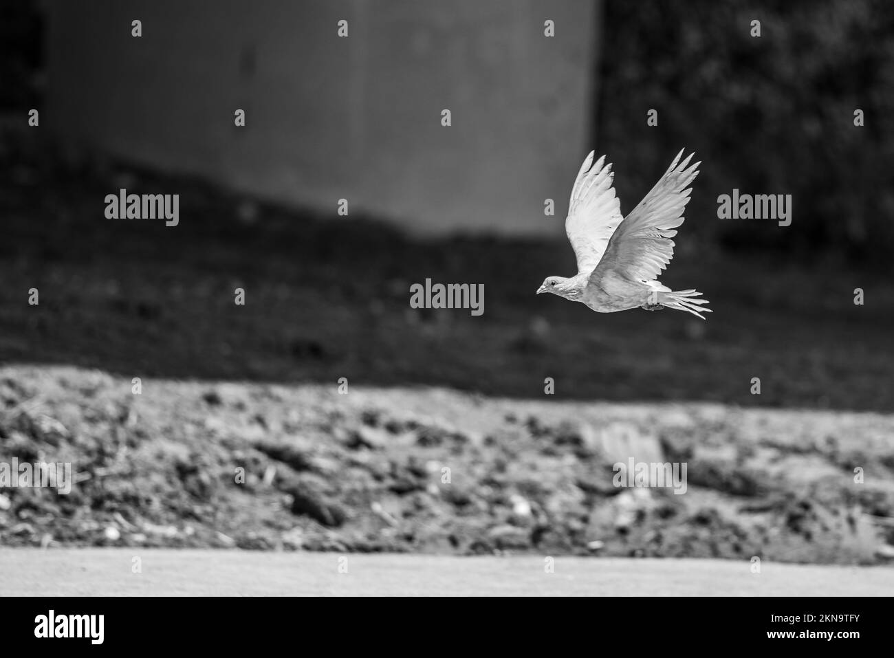 Une échelle de gris d'un pigeon en vol avec ses ailes larges ouvertes Banque D'Images Une échelle de gris d'un pigeon en vol avec ses ailes larges ouvertes Banque D'Images
