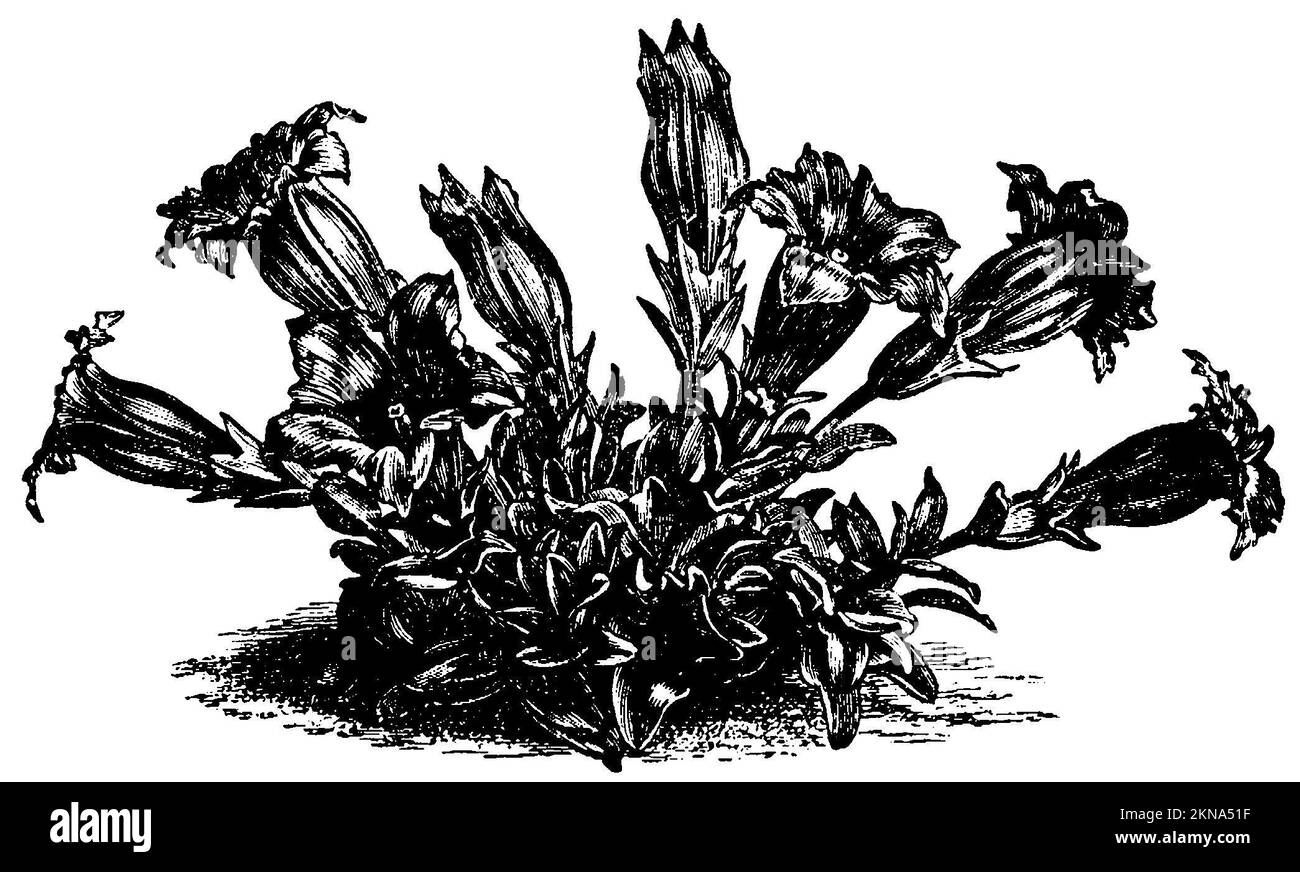Stemless Gentian, Gentiana acaulis, anonym (livre botanique, 1889), Kochscher Enzian, Acaule de Gentiane Banque D'Images