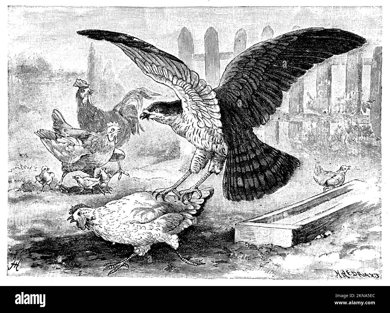 chasse aux poisons du nord dans une cour de poulet, Accipiter gentilis, H. Gedan und H. oder M.V. (livre de biologie, 1898), Habicht jagt in einem Hüherhof, autour des palombes chasse dans une basse-cour Banque D'Images