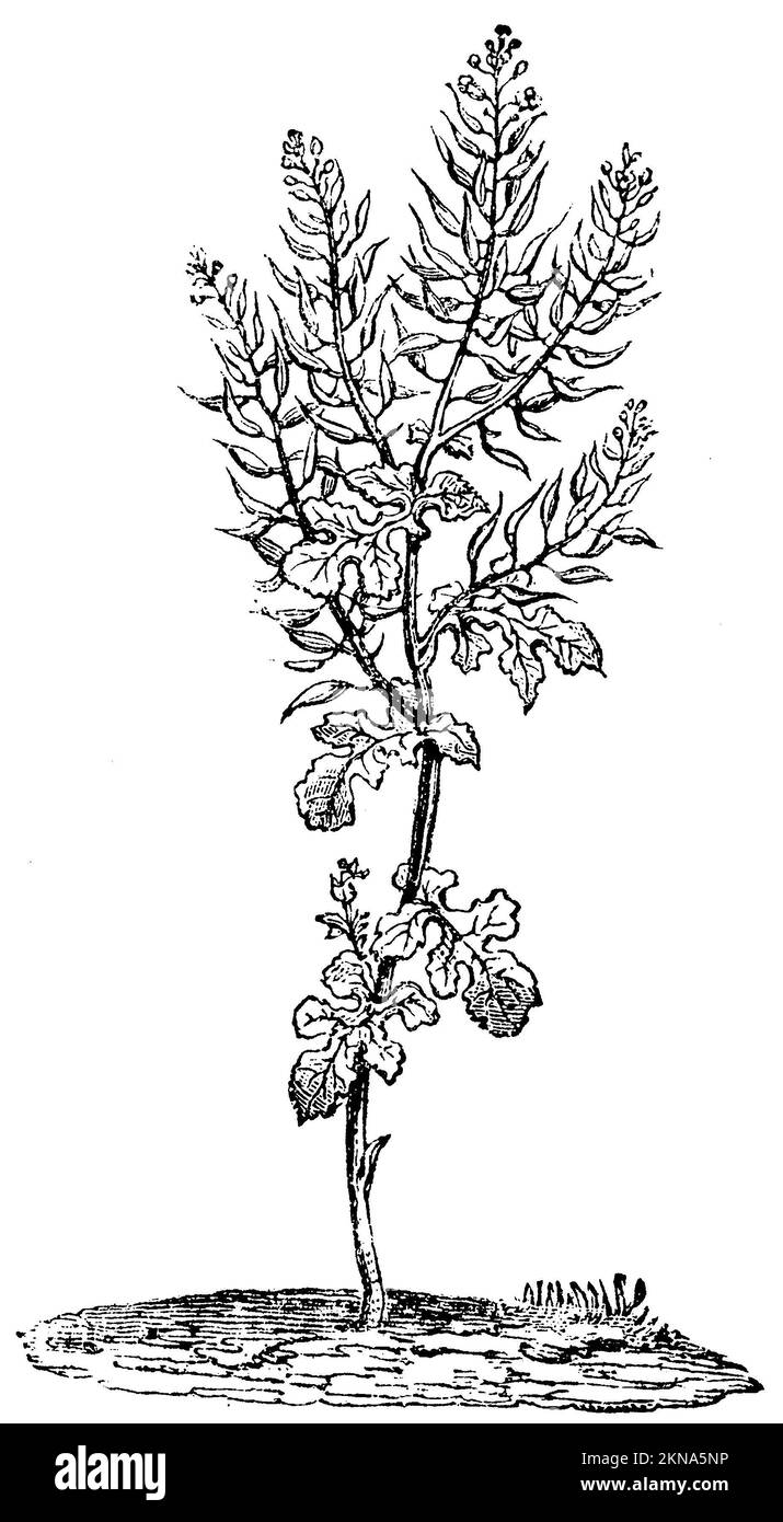 Moutarde jaune, Sinapis alba, anonym (livre agricole, 1876), Weißer Senf, Mouarde blanche Banque D'Images