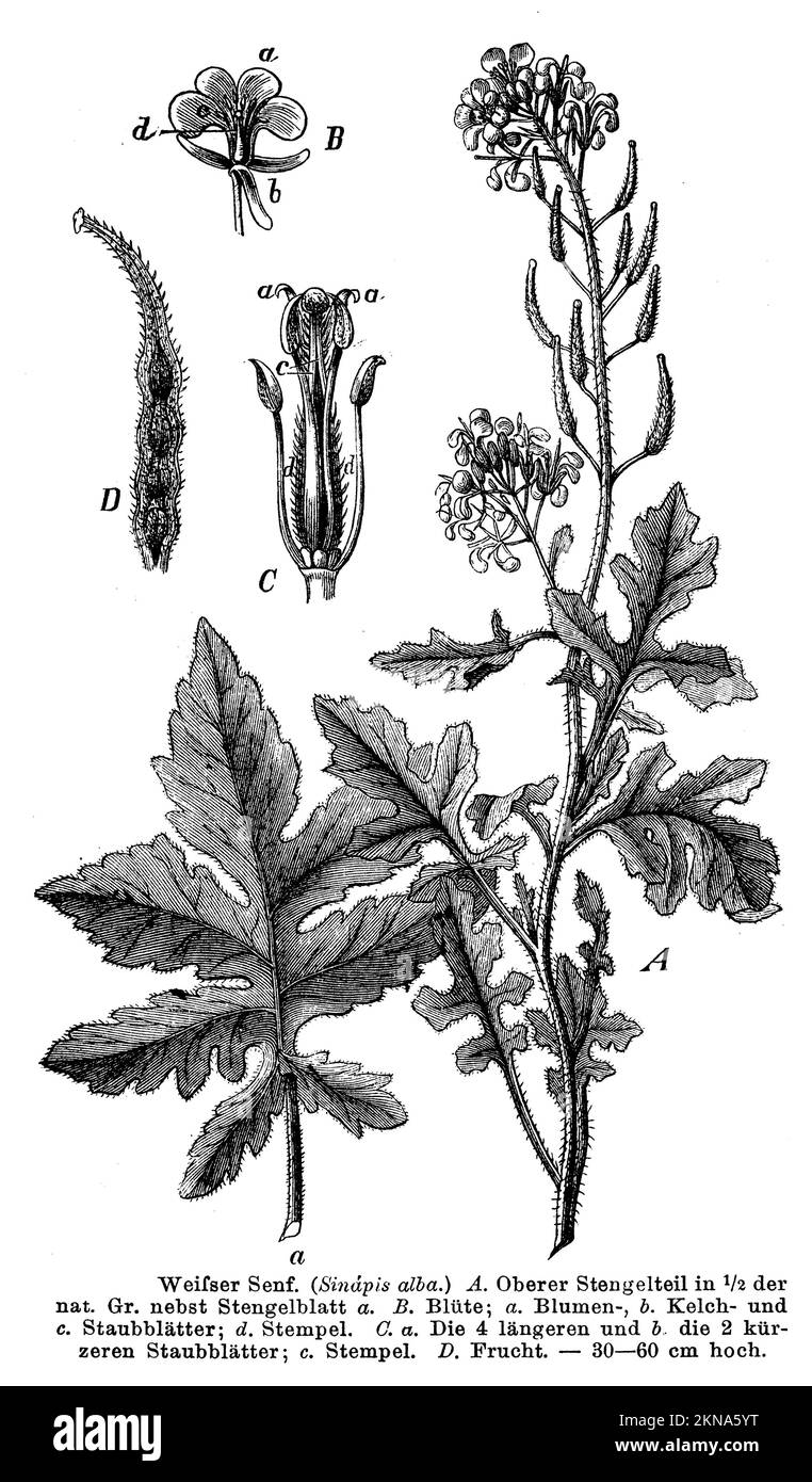 Moutarde jaune, Sinapis alba, anonym (livre botanique, 1884), Weißer Senf, Mouarde blanche Banque D'Images