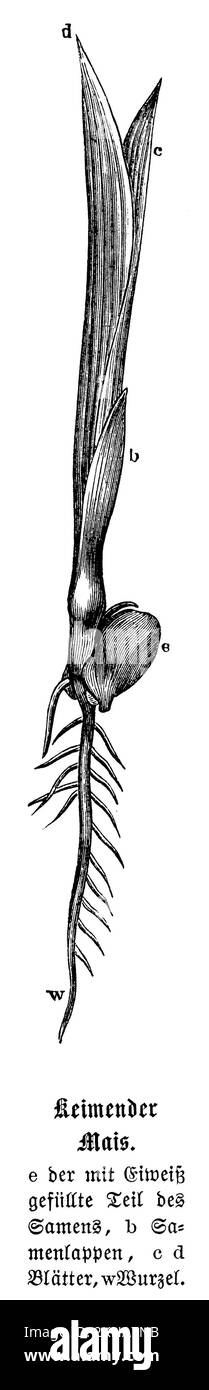 Maïs, maïs, semis, Zea mays, anonym (livre d'histoire naturelle, 1886), Mais, Keimling, Maïs, germe Banque D'Images