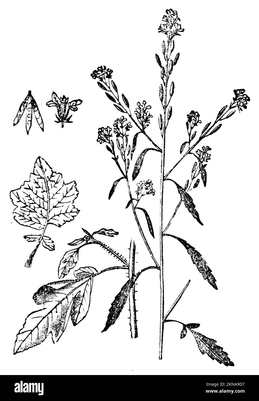 Moutarde noire, Brassica nigra, anonym (Health book, 1887), Schwarzer Senf, Mougarde noir Banque D'Images