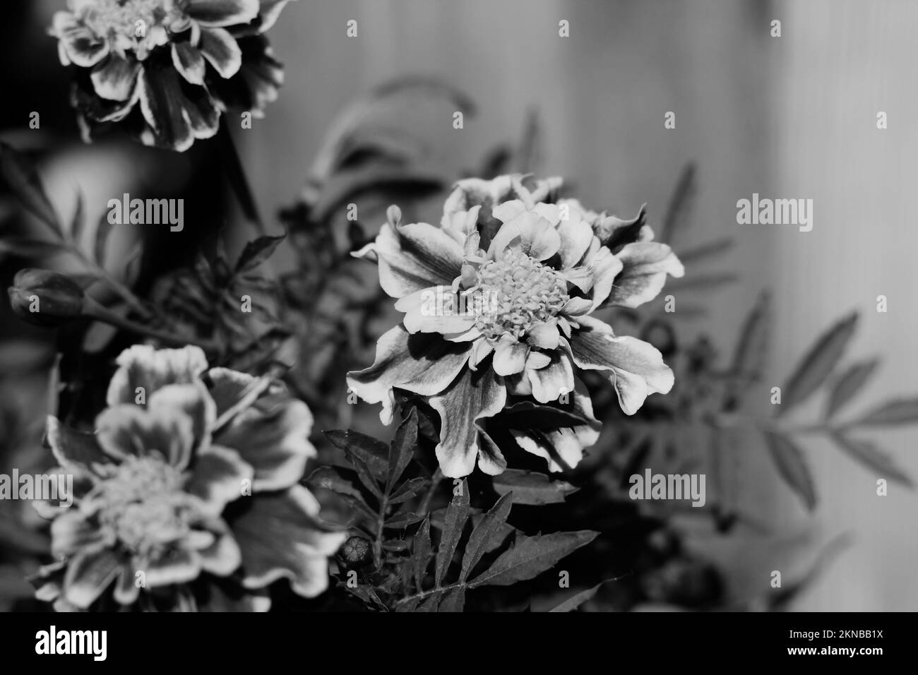 Beau jardin des fleurs marigolées fraîches qui poussent dans le jardin fleuri ensoleillé d'été dans un noir et blanc monochrome. Banque D'Images