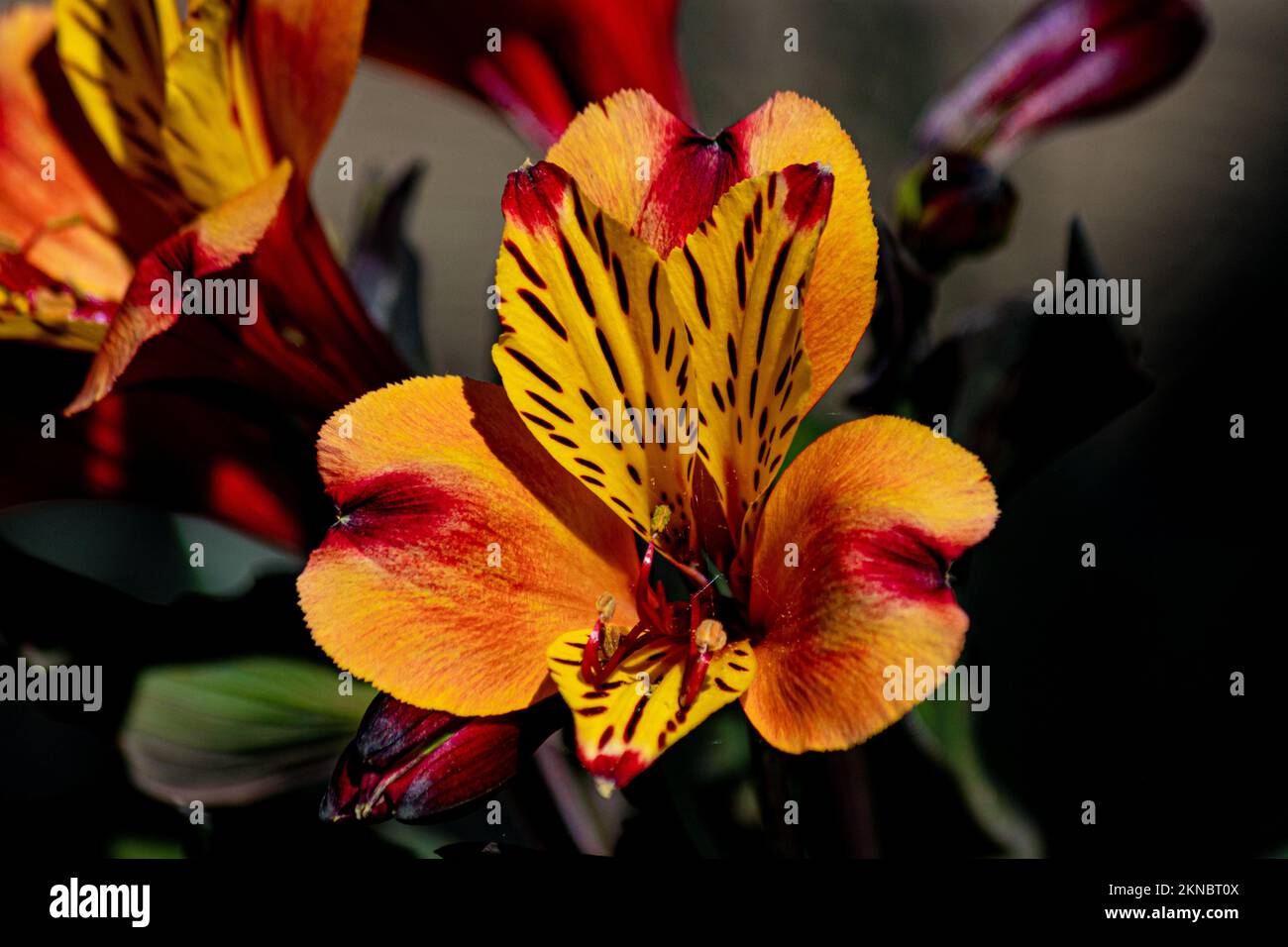 Astroemeria ou Lily of the Incas, une plante hébacée et robuste Banque D'Images