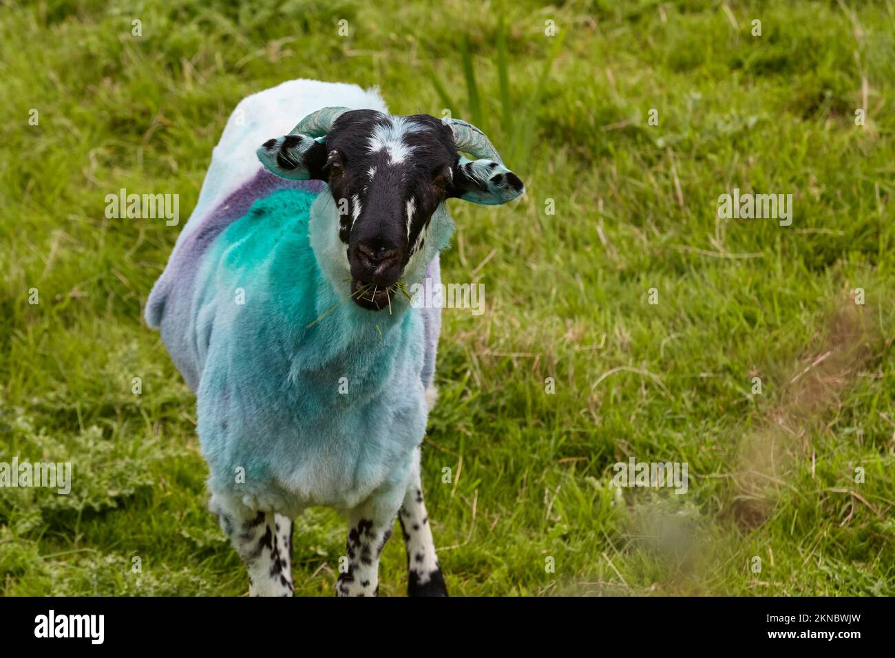 Mouton de couleur typique sur un pré dans le comté de Kerry, République d'Irlande Banque D'Images