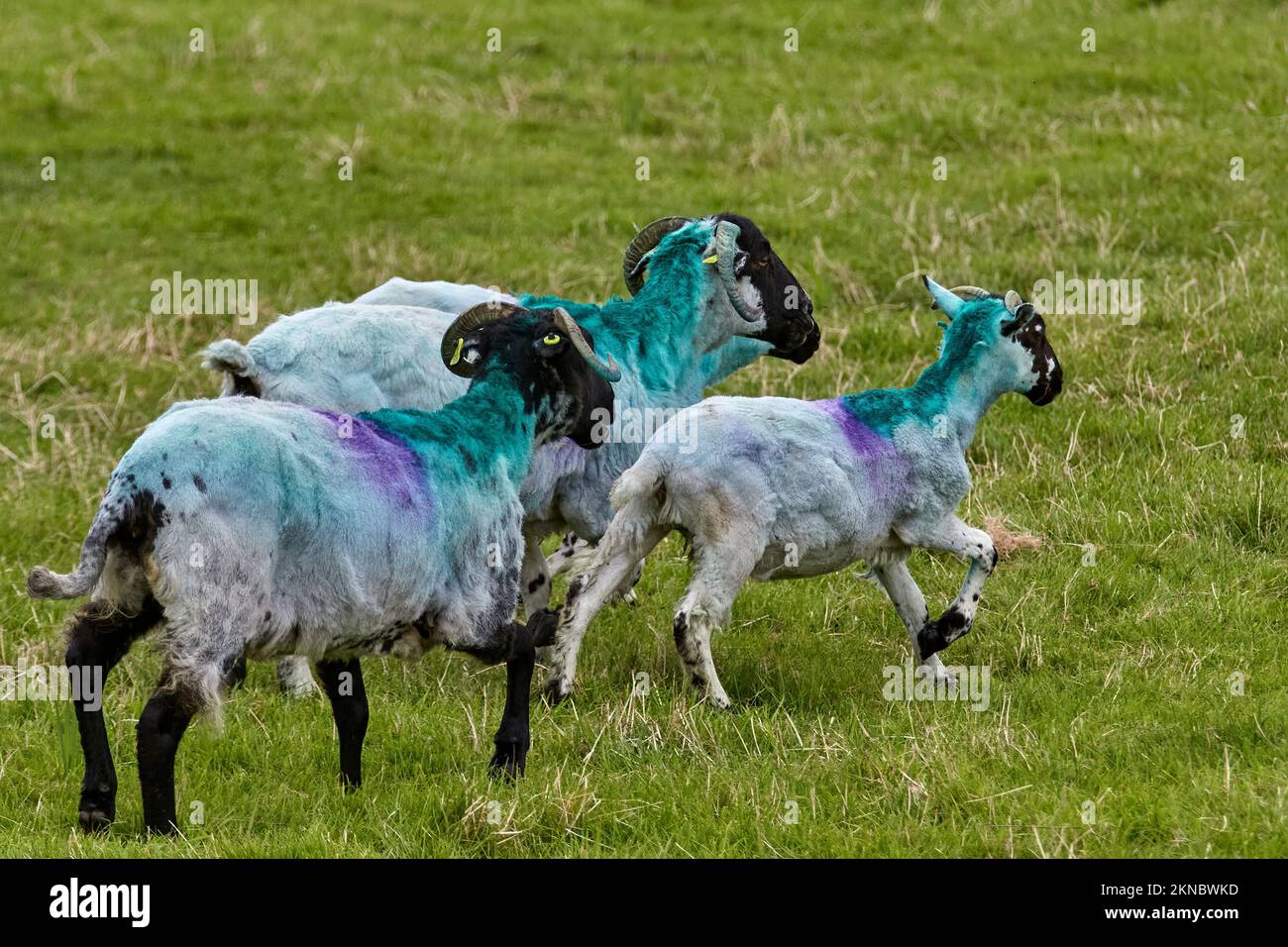 Mouton de couleur typique sur un pré dans le comté de Kerry, République d'Irlande Banque D'Images